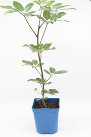 Pseudopanax arboreus