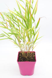 Hakonechloa macra 'All Gold'