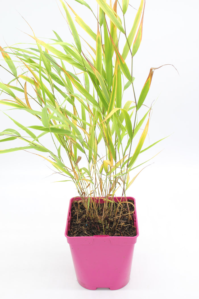 Hakonechloa macra 'All Gold'