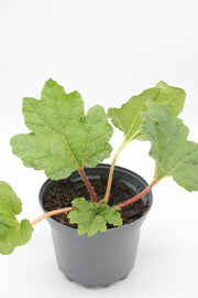 Gunnera manicata