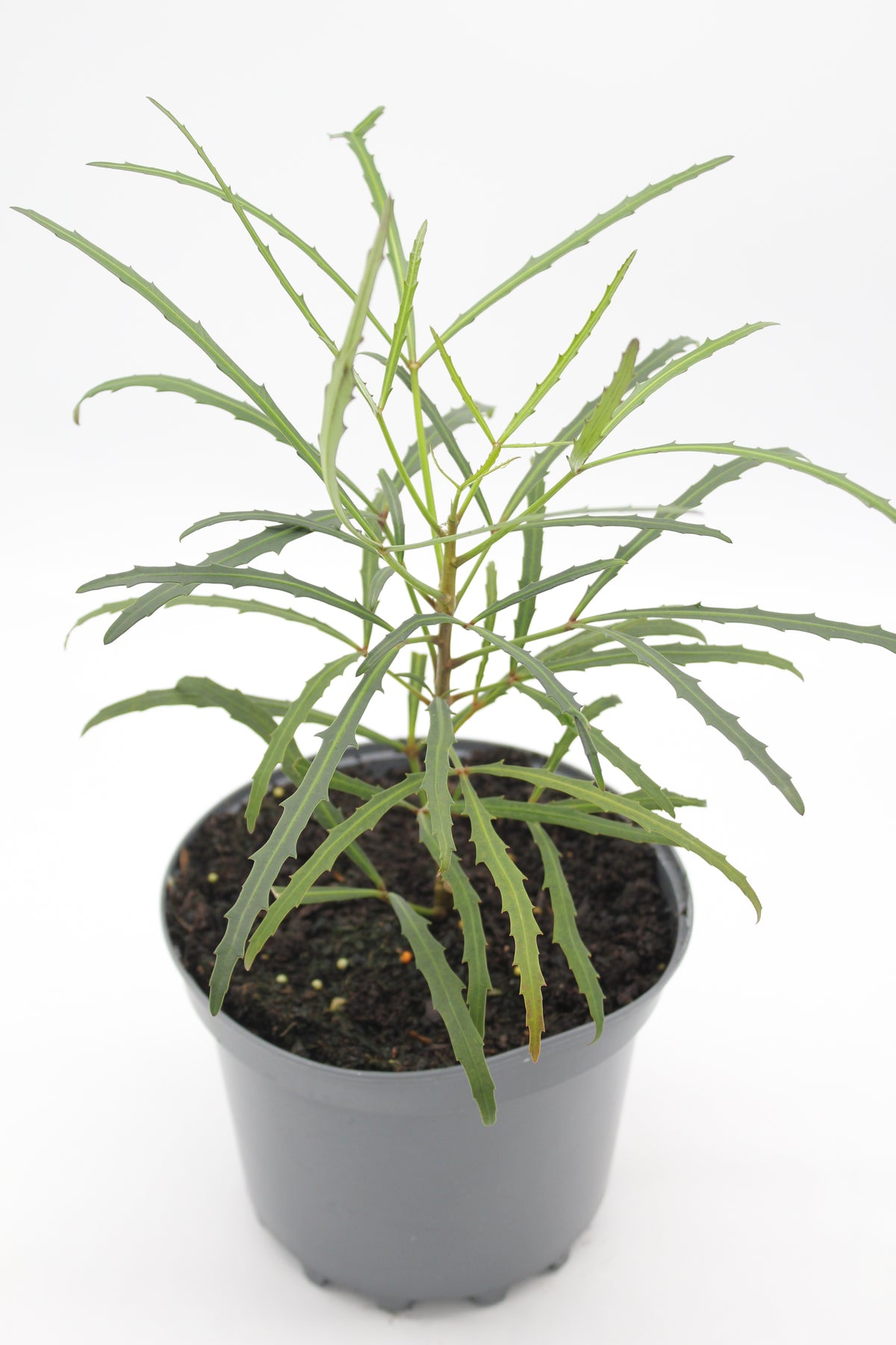 Pseudopanax lessonii 'Linearifolius'
