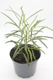 Pseudopanax lessonii 'Linearifolius'