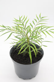 Mahonia 'Soft Caress' 5ltr