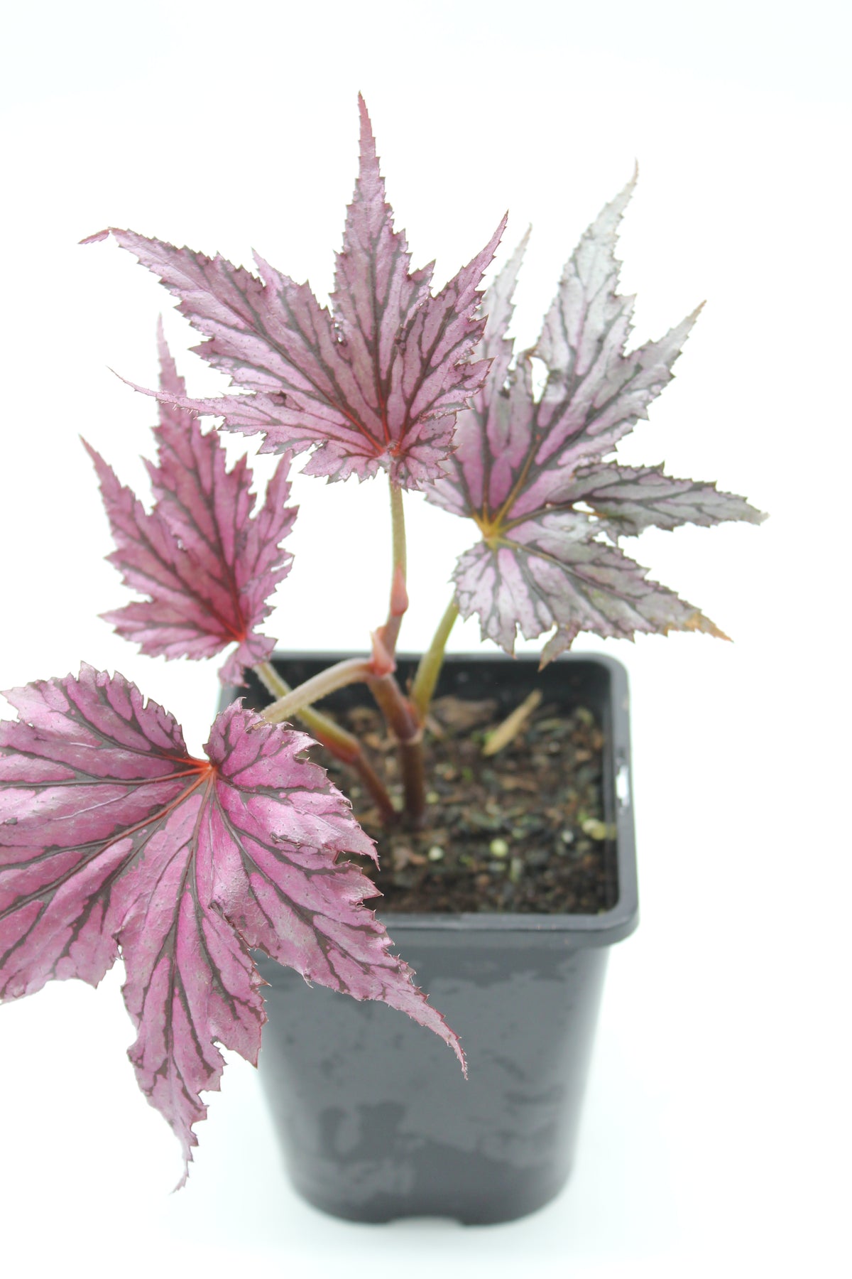 begonia benitochiba