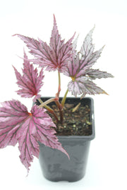begonia benitochiba