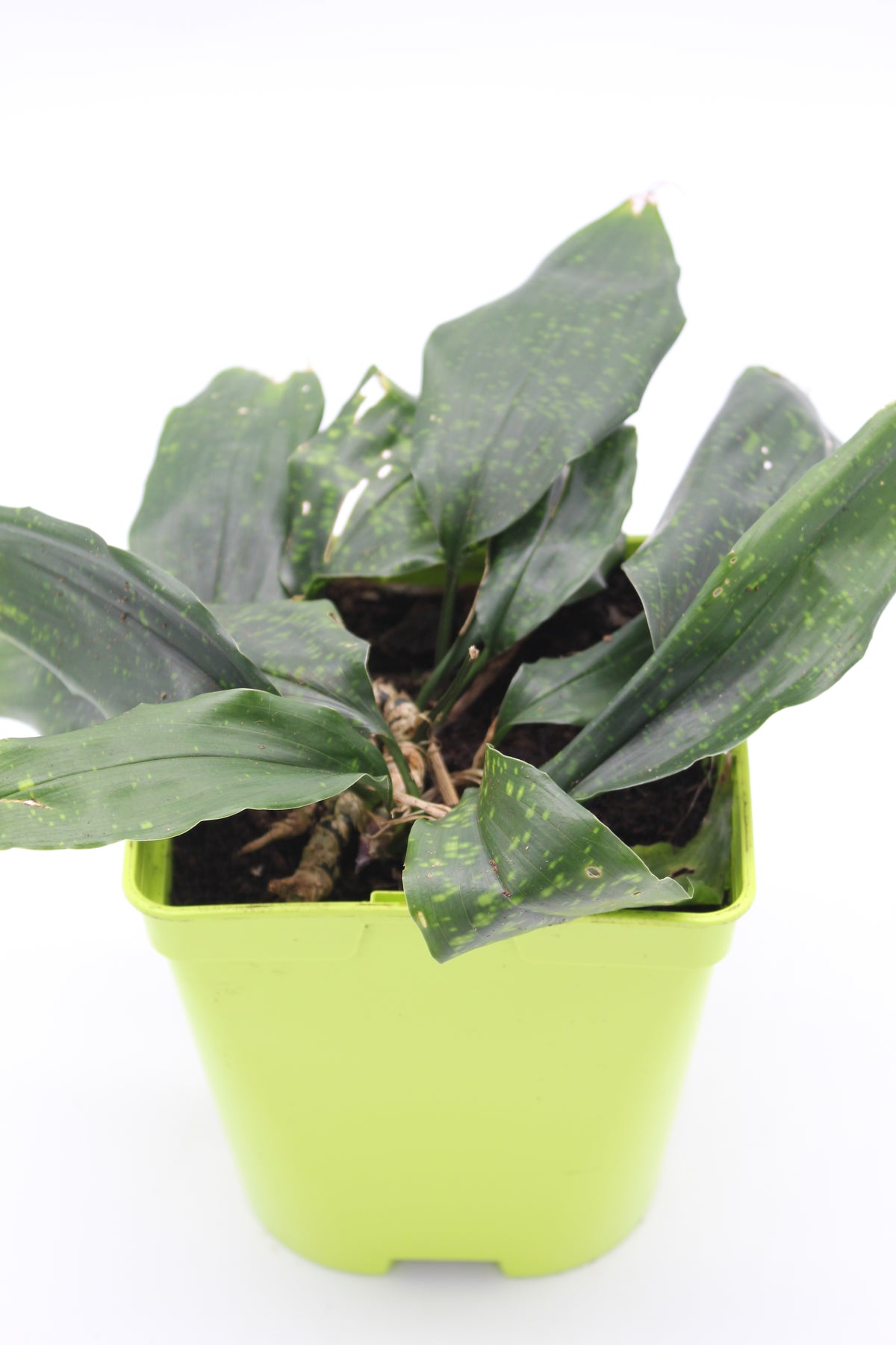 Aspidistra fungilliformis 'China Moon'