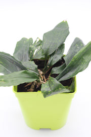 Aspidistra fungilliformis 'China Moon'