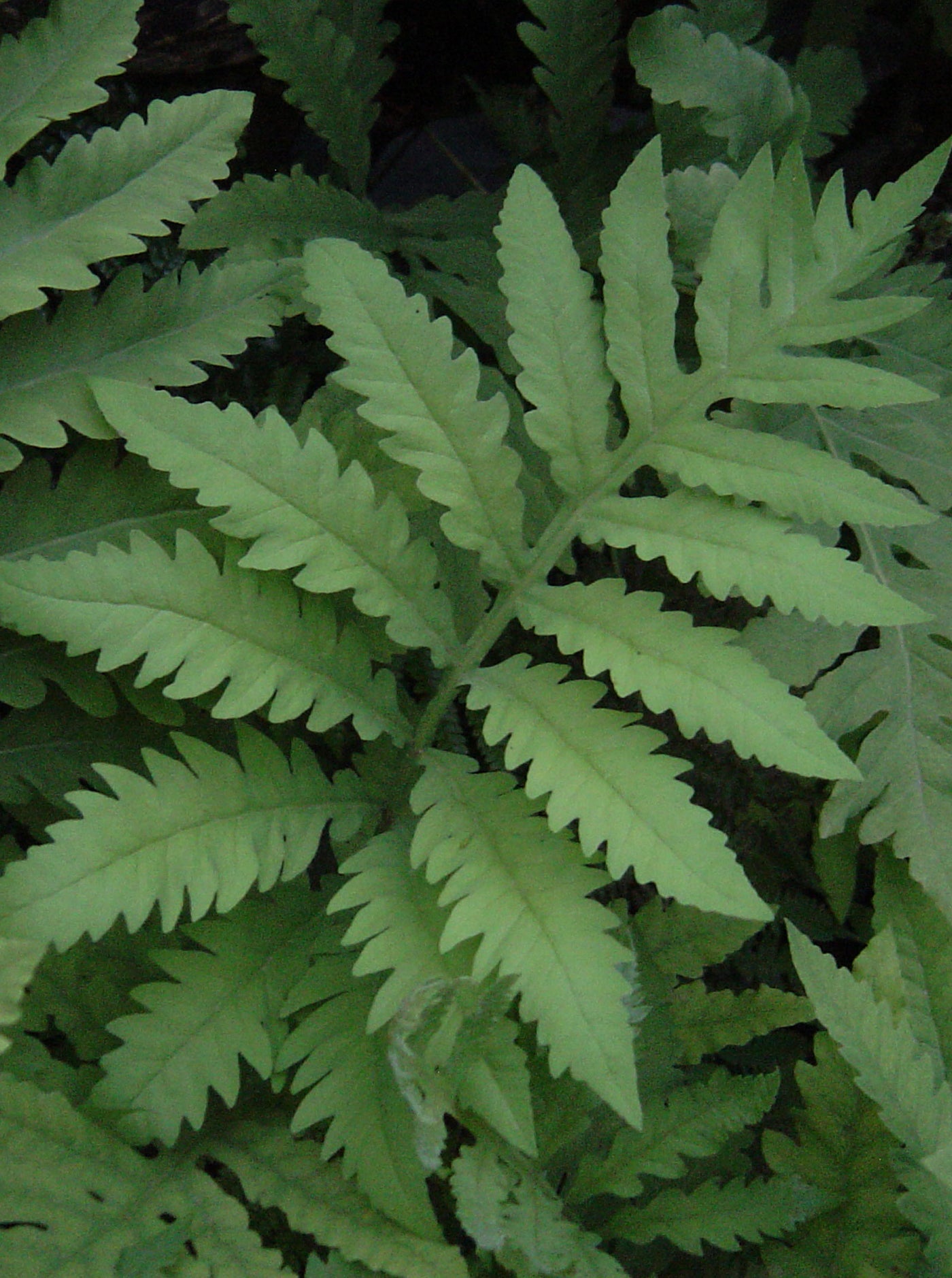 Onoclea sensibilis