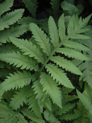 Onoclea sensibilis
