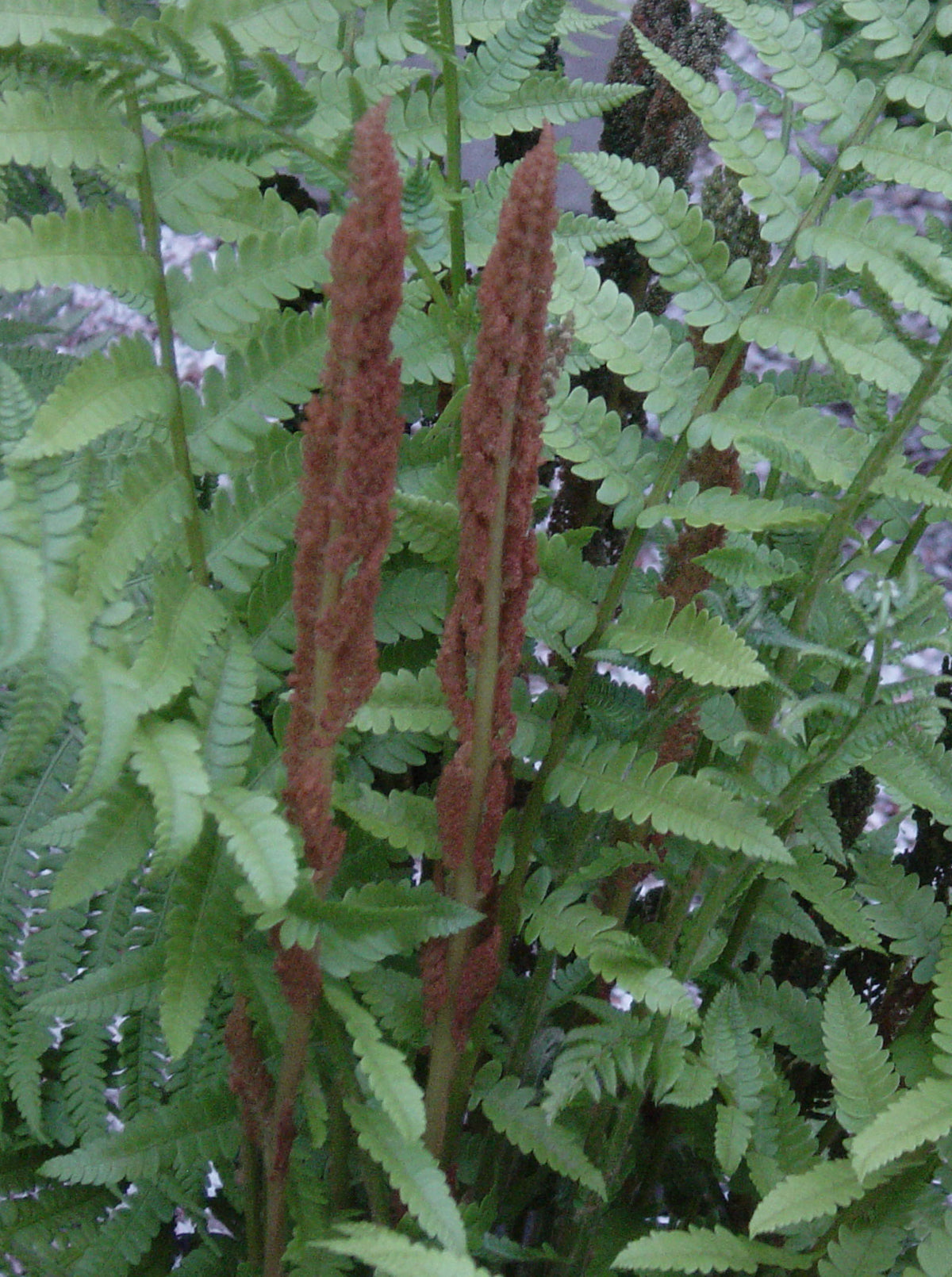 Osmunda cinnamomea