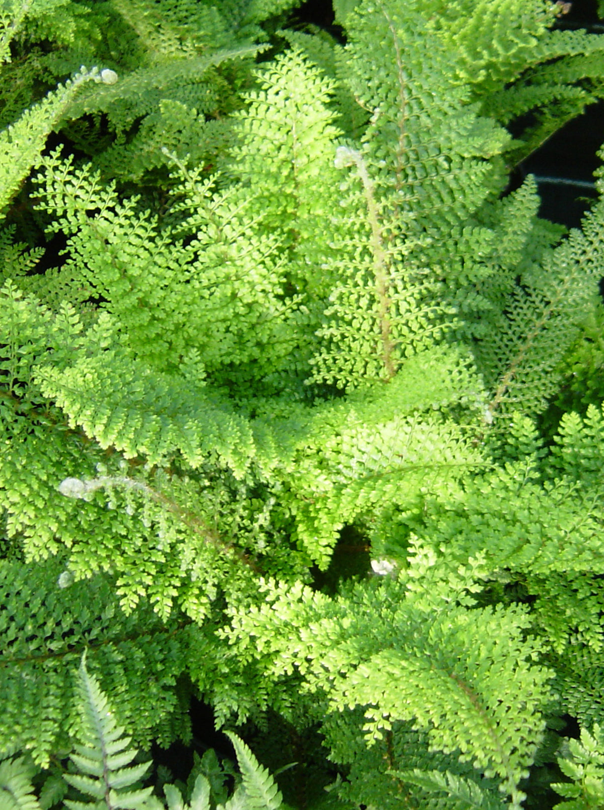 Polystichum setiferum 'Plumosum Densum'