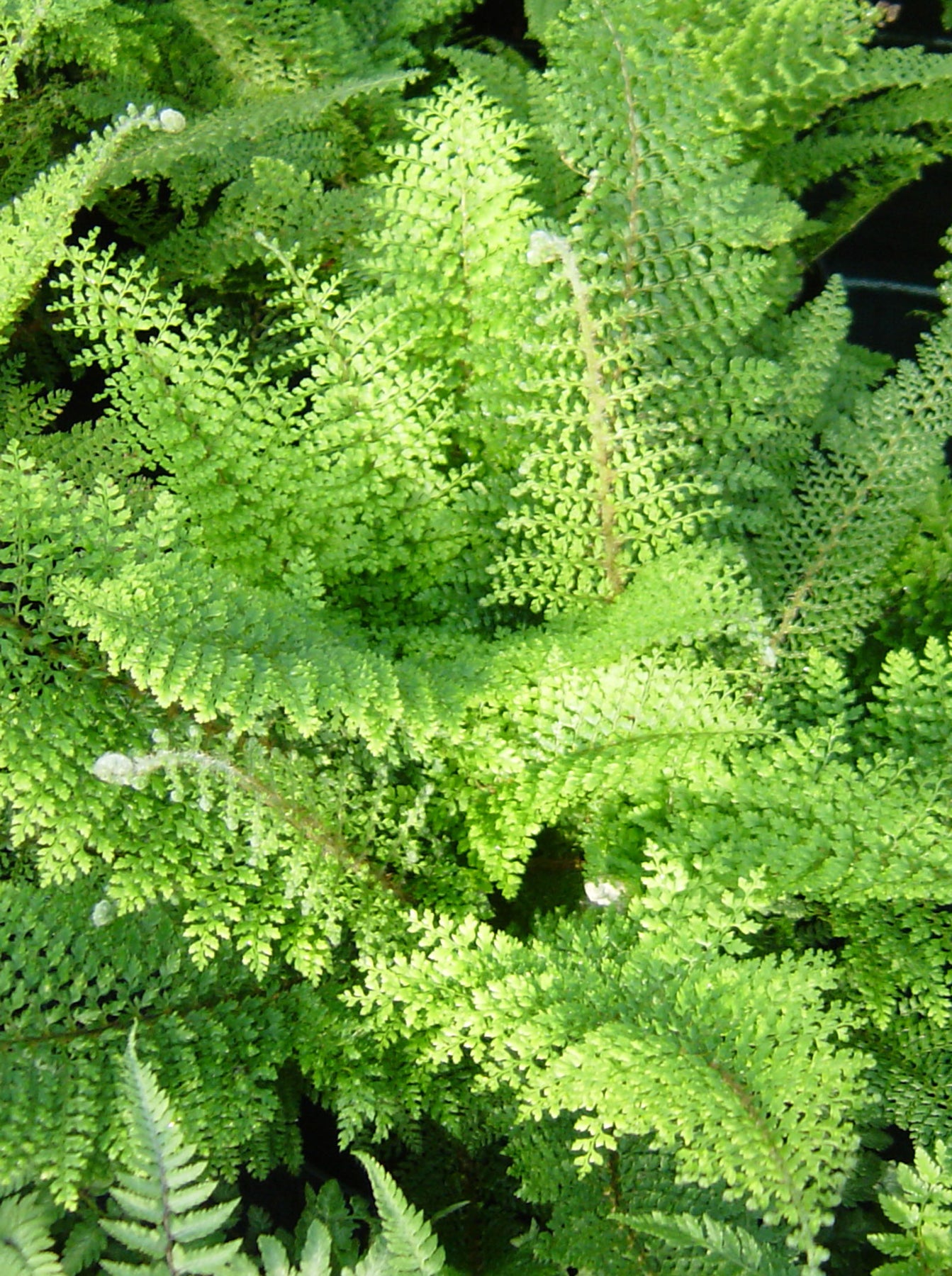 Polystichum setiferum 'Plumosum Densum' – Desert to Jungle