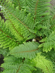 Polystichum setiferum 'Herrenhausen'