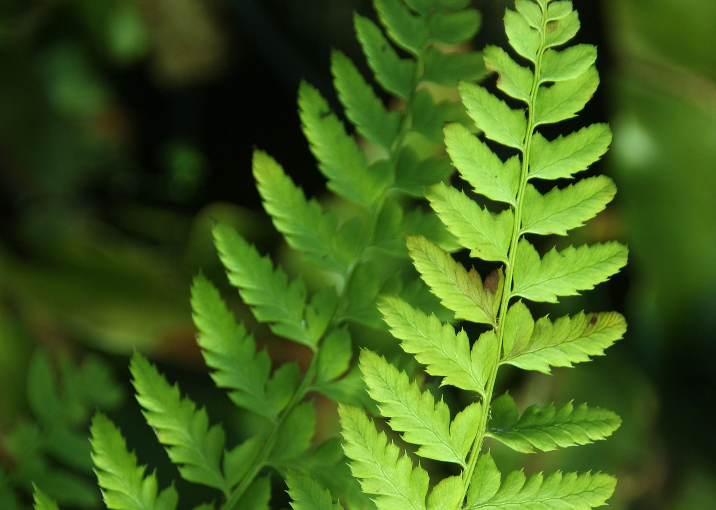 Polystichum aculeatum