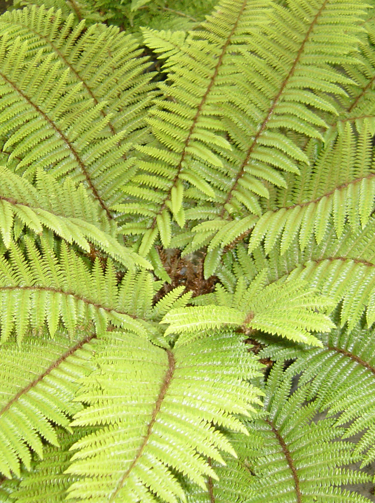 polystichum polyblepharum