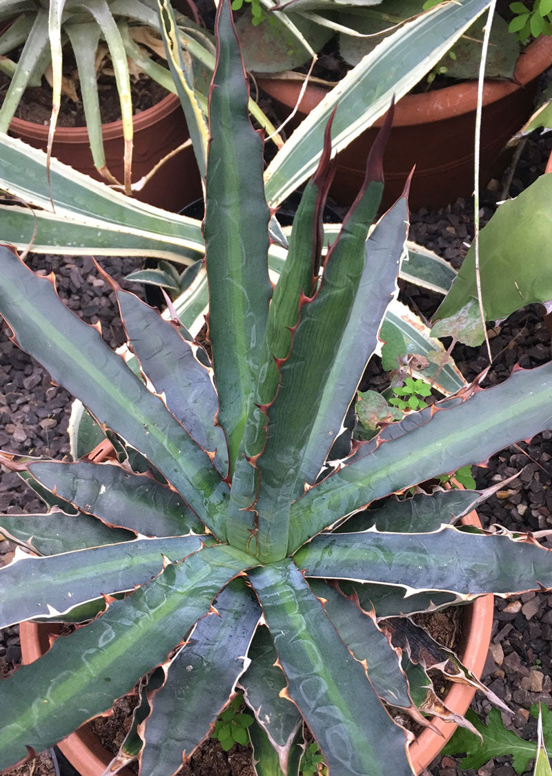 Agave univittata