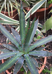 Agave univittata