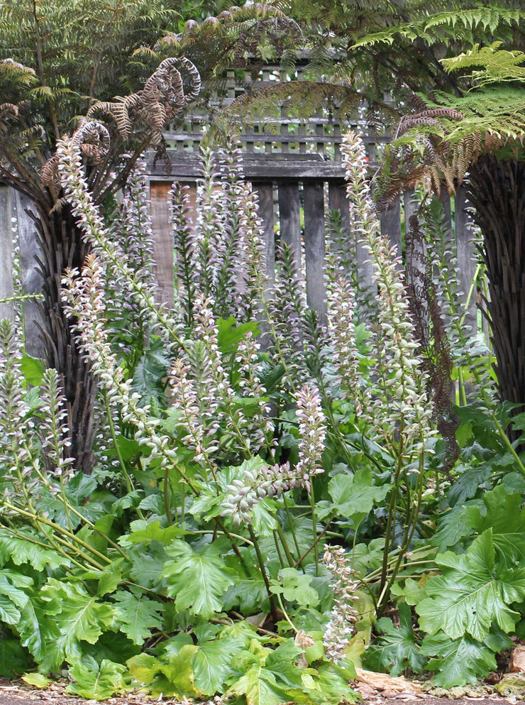 Acanthus mollis 'Hollard's Gold'