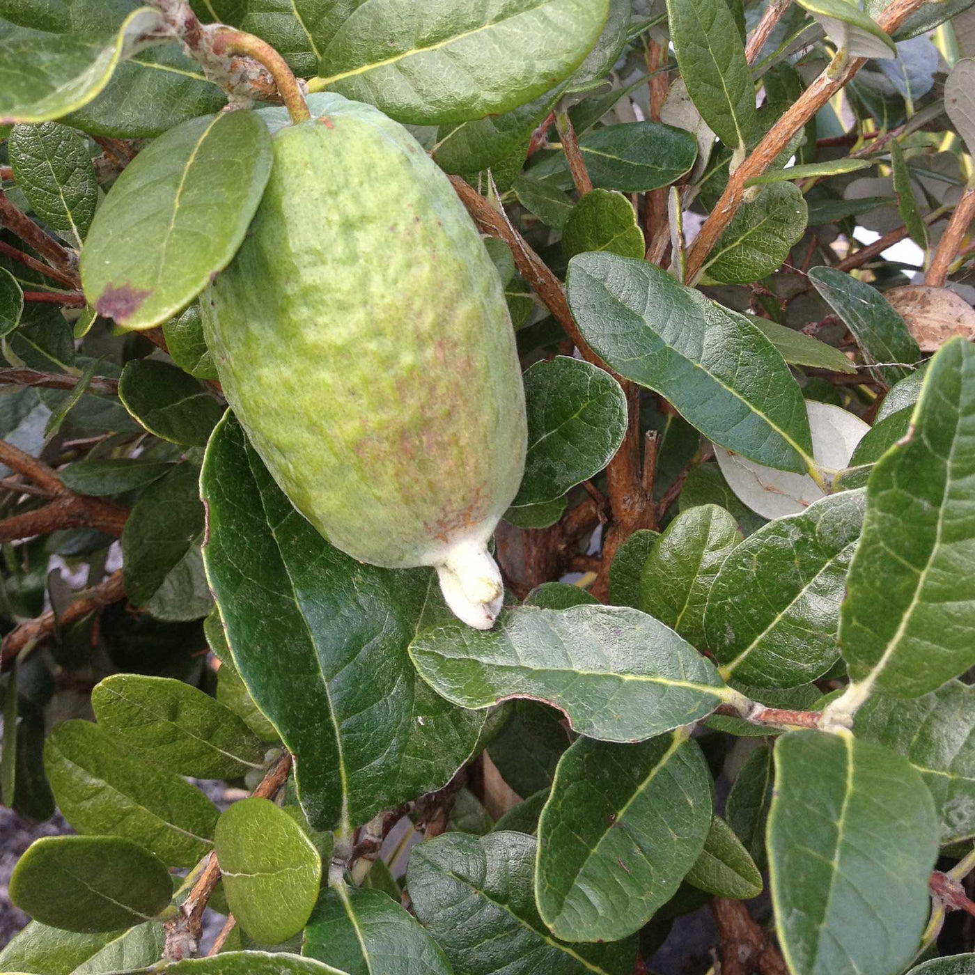 Feijoa (Acca) sellowiana
