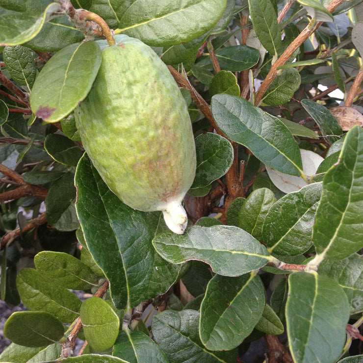 Feijoa (Acca) sellowiana