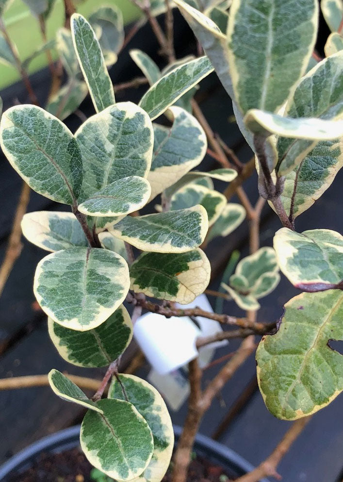 Feijoa (Acca) Sellowiana variegata