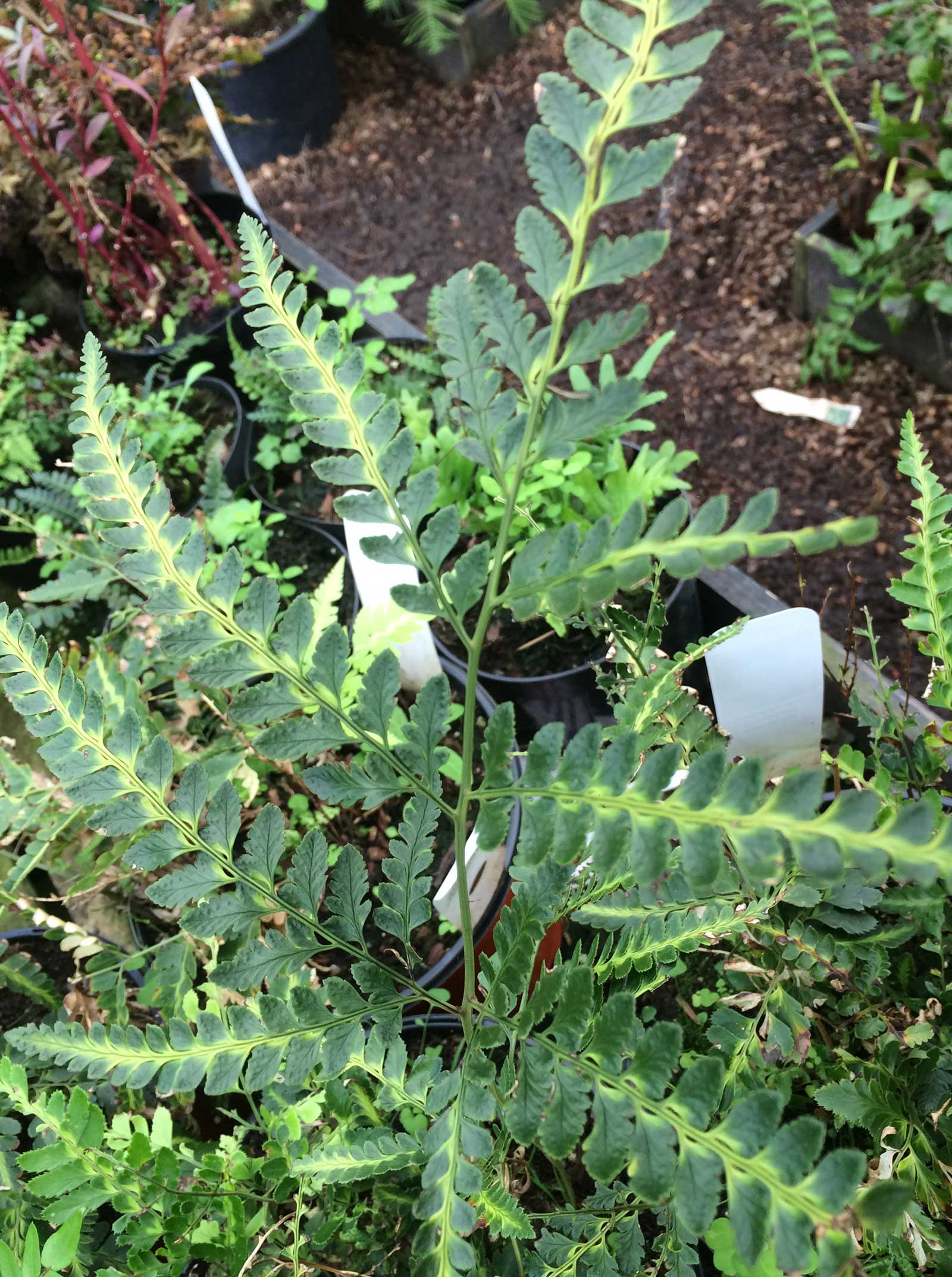 Arachniodes simplicior Variegata – Desert to Jungle