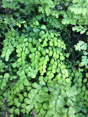 Adiantum venustrum