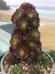 Aeonium Velour
