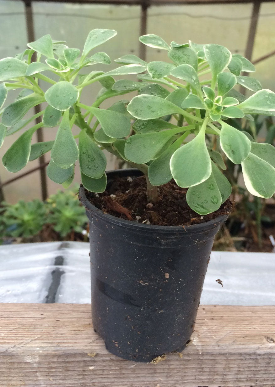 Aeonium domesticum varigatum – Desert to Jungle
