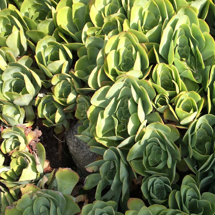 Aeonium cuneatum