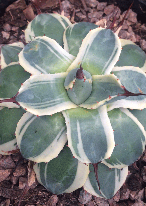 agave-cream-spike_500x.gif?v=