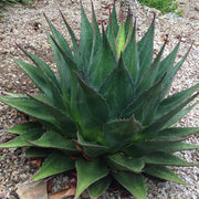 Agave montana