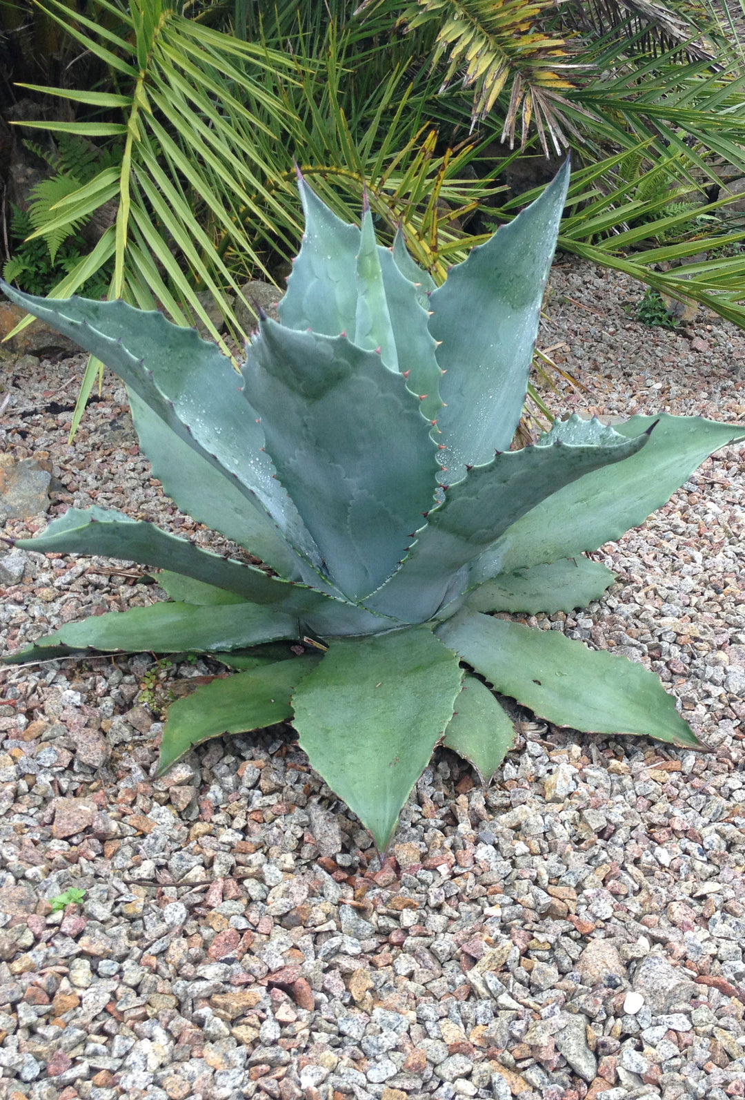 Agave ovatifolia 'Moby' TC ⑤ US輸入株【発根済み】 Agave