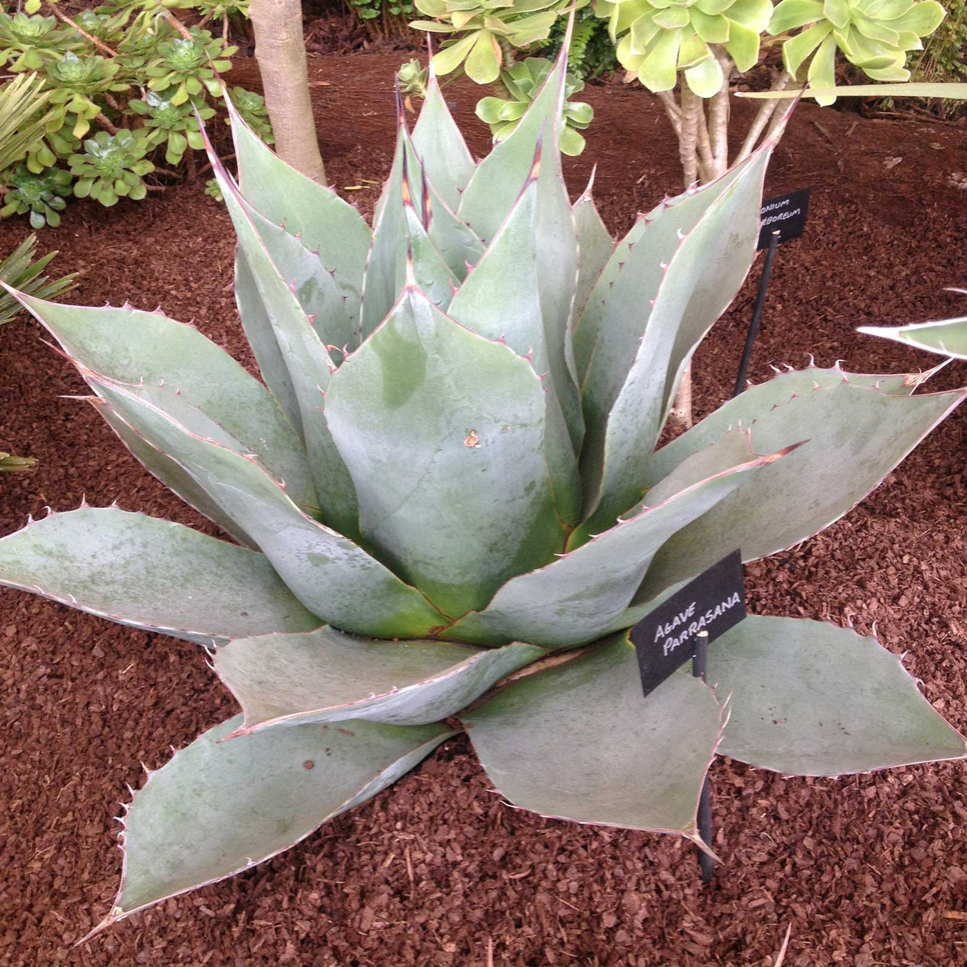 Agave parrassana