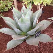 Agave parrassana