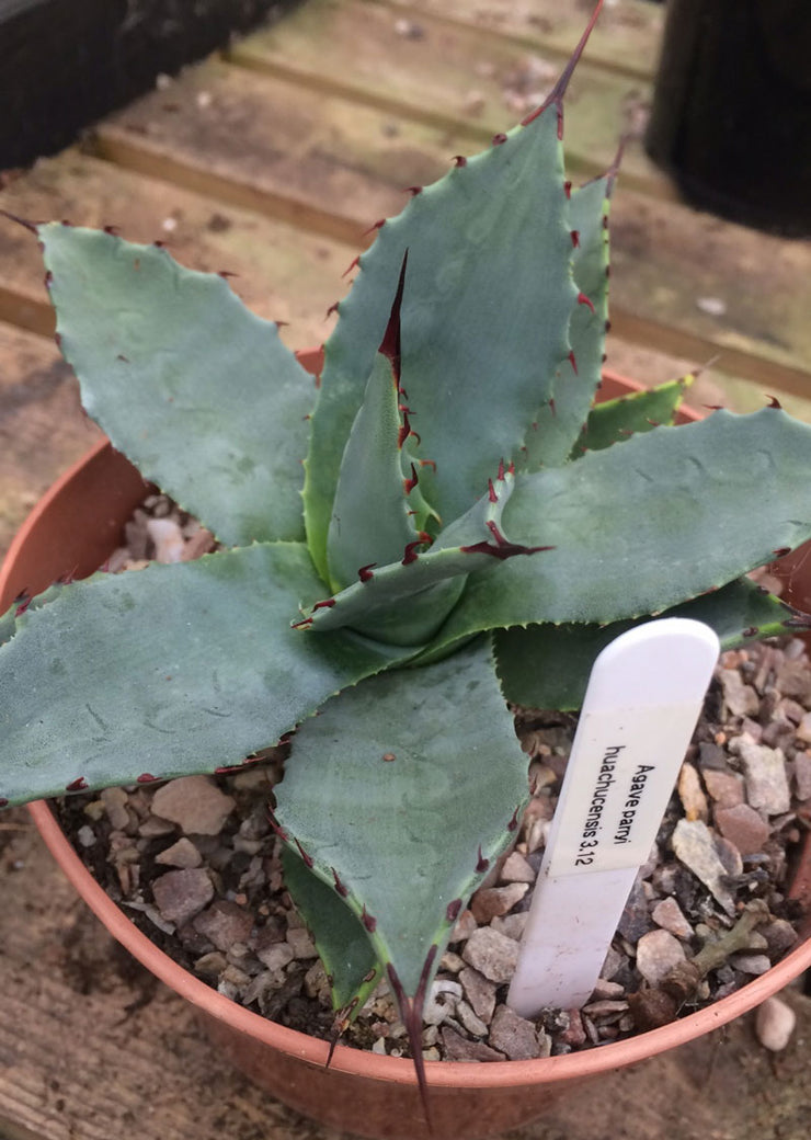 Agave parryii var. huachucensis