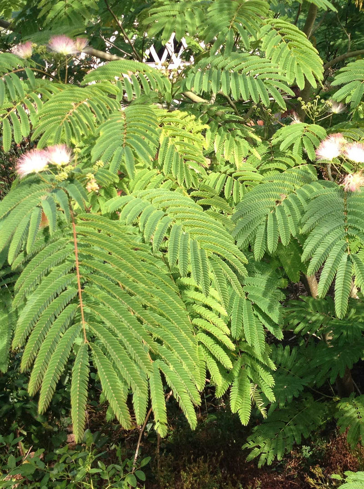 Albizia julibrissin F.Rosea