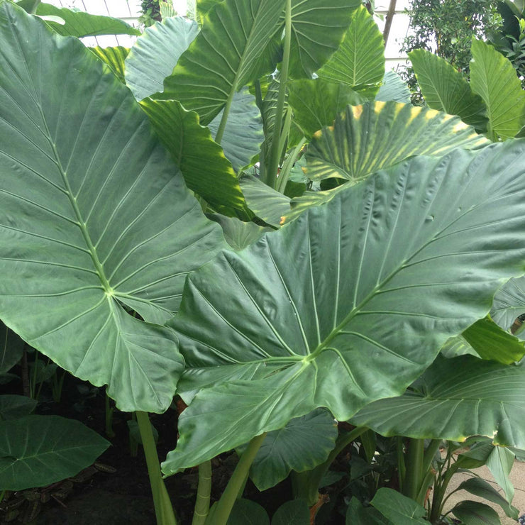 Alocasia Calidora