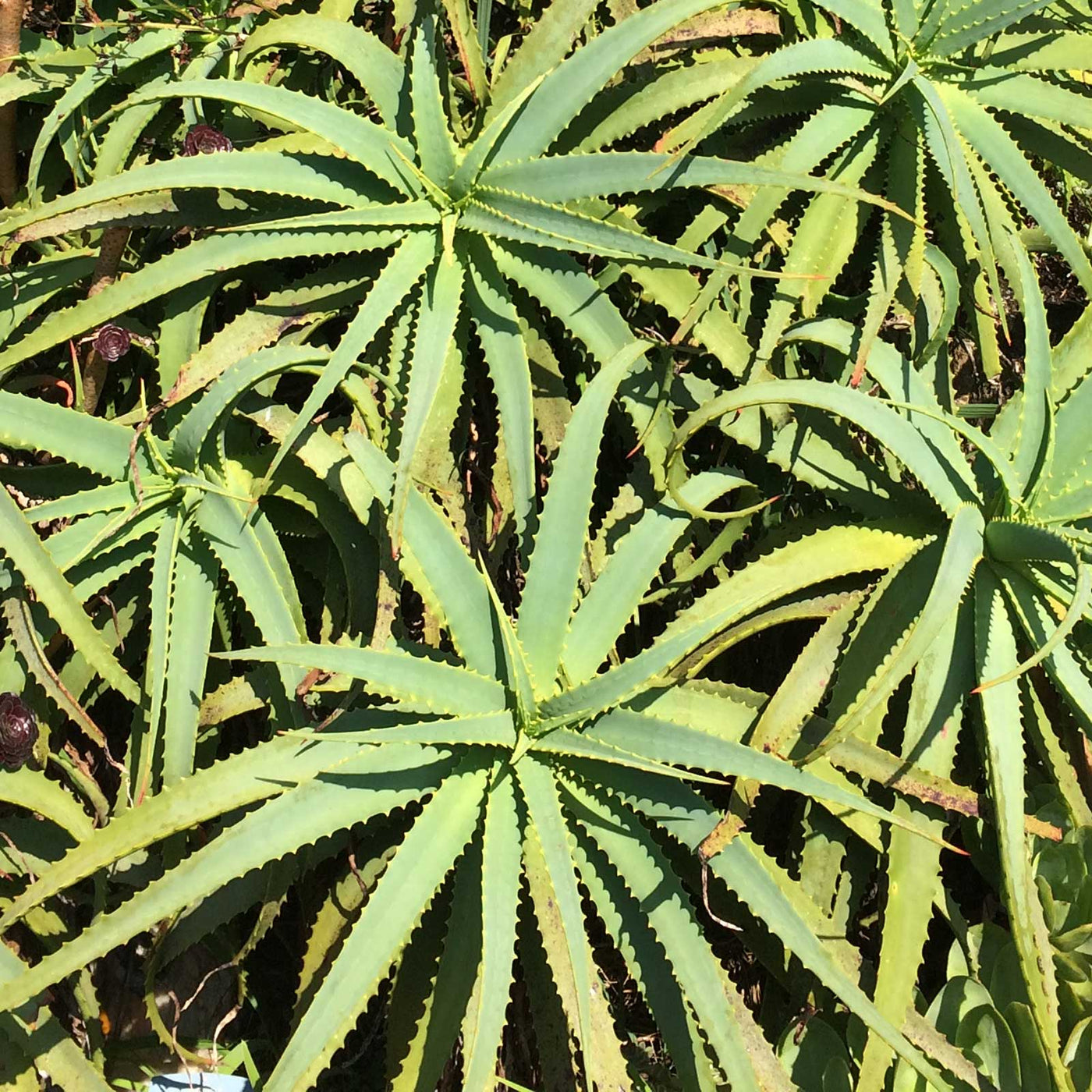 Aloe arborescens