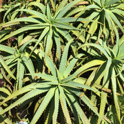 Aloe arborescens