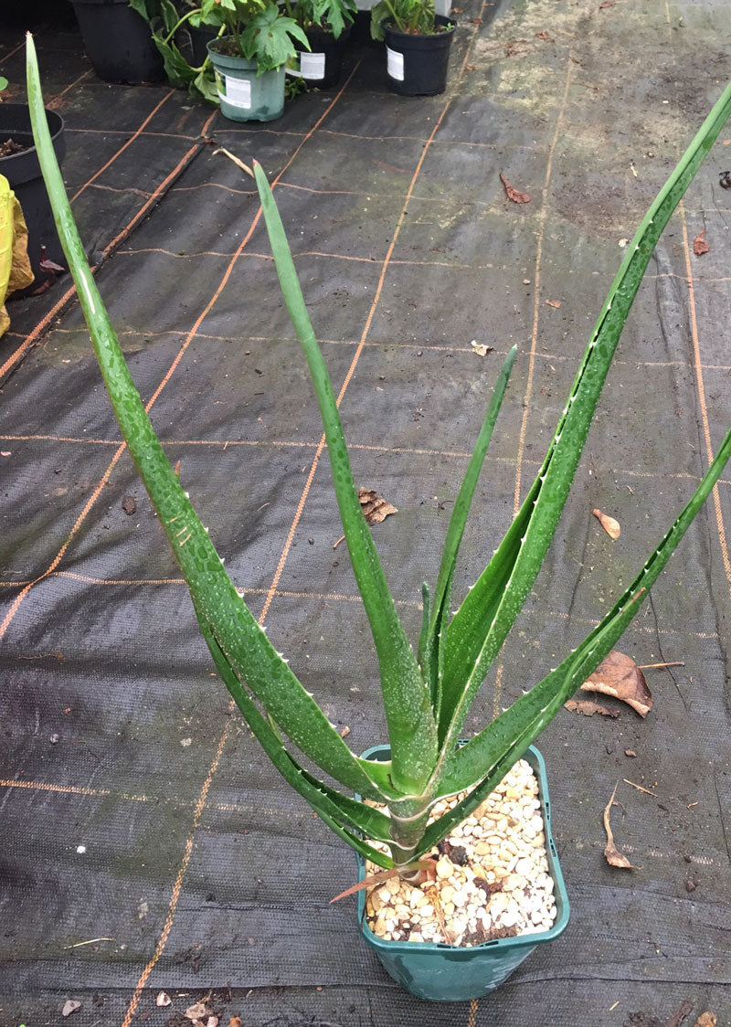 Aloe barberae