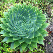 Aloe polyphylla