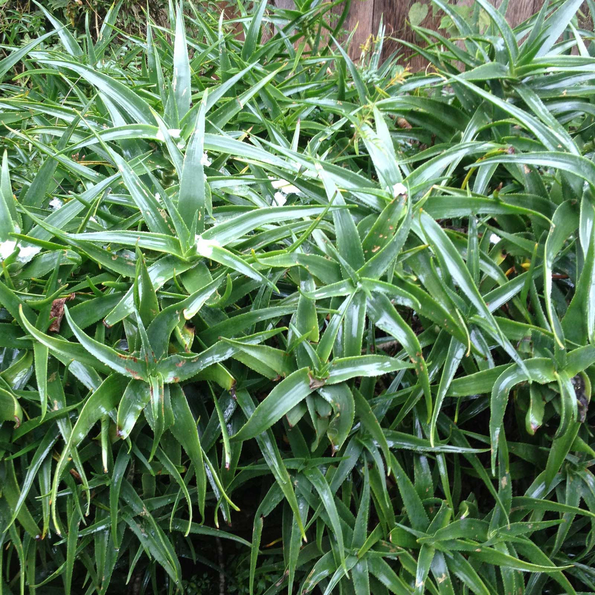 Aloe striatula