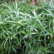 Aloe striatula