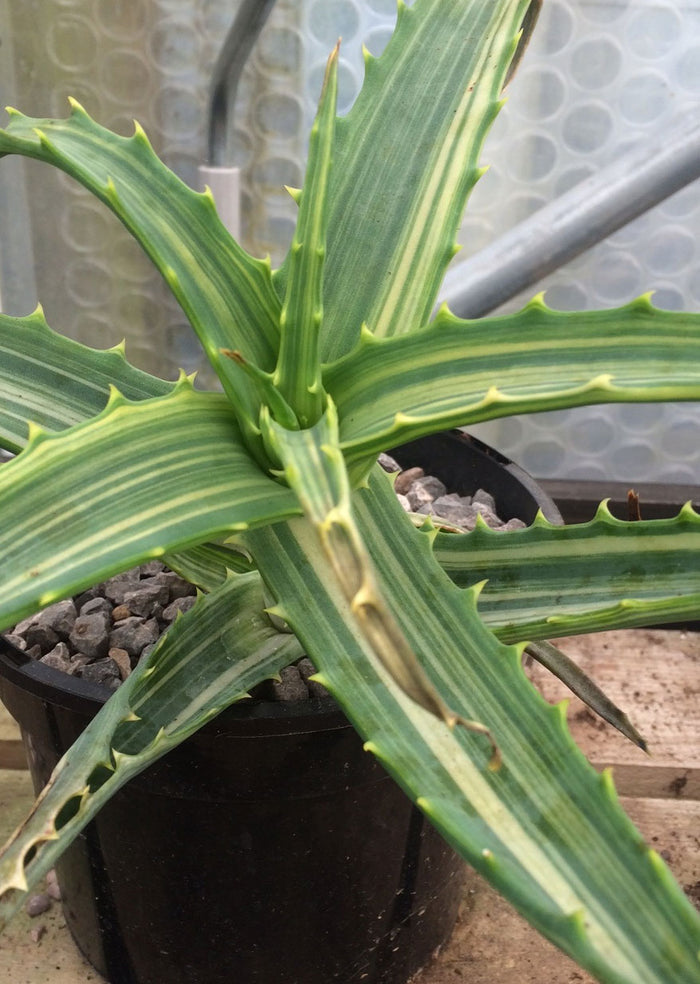 Aloe arborescens variagata
