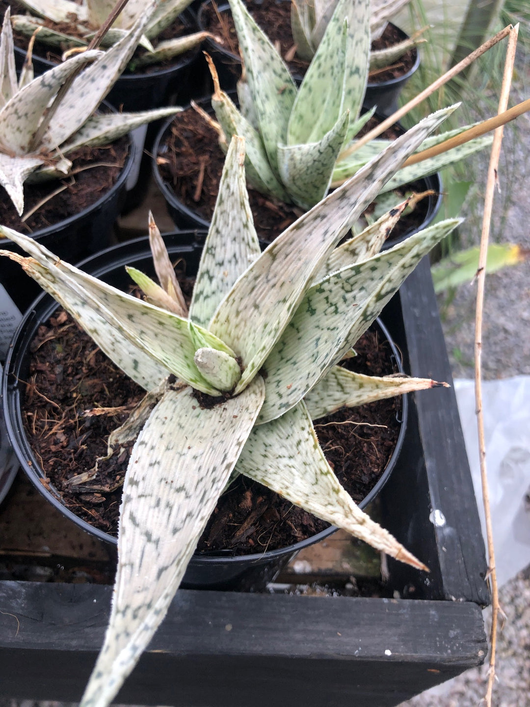 Aloe rauhii 'Snow Flake' – Desert to Jungle