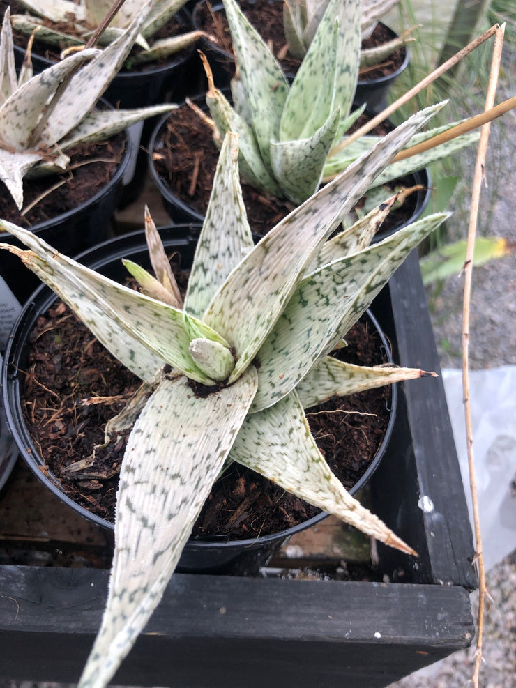 Aloe rauhii 'Snow Flake'