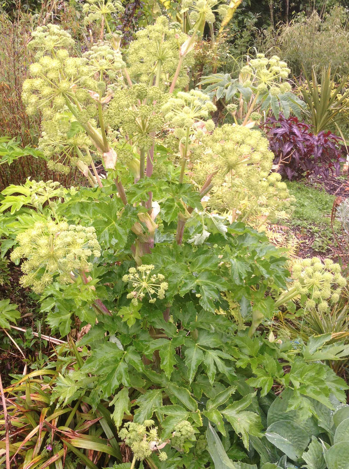 Angelica taiwaniana