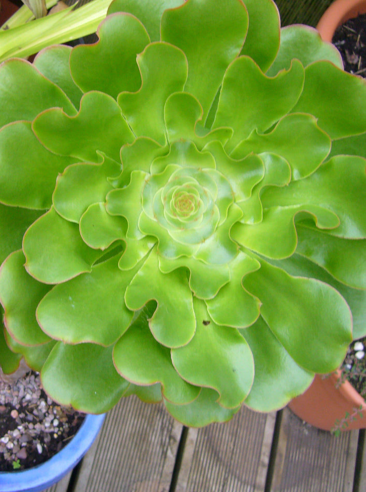 Aeonium undulatum