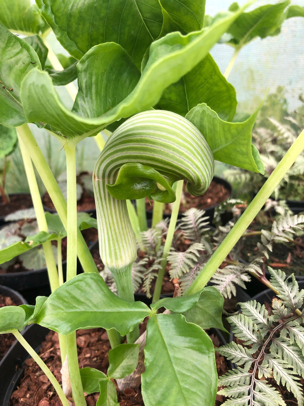 Arisaema ringins